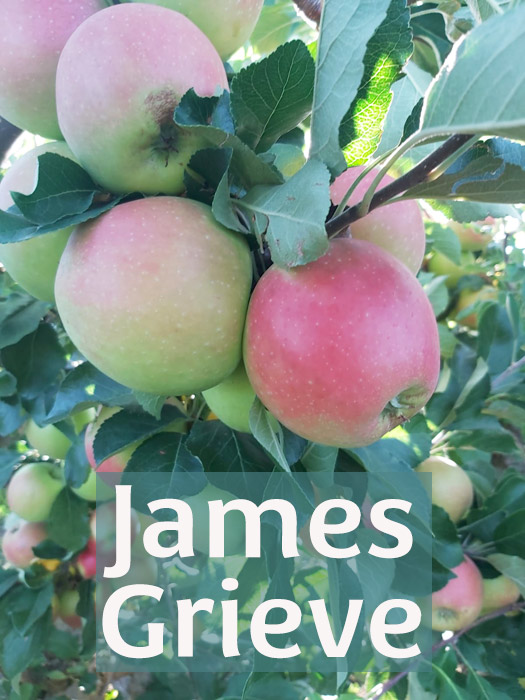 otevíráme sezónu jablkem James Grieve